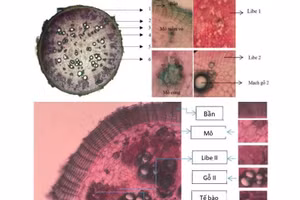 Vi phẫu rễ cấu tạo chi tiết Bạch chỉ nam.