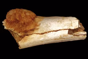 Xương là một trong số ít các mô có thể tồn tại trong hồ sơ hoá thạch.