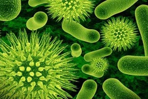 Ho gà là một bệnh nhiễm khuẩn cấp tính đường hô hấp do vi khuẩn Bordetella pertussis gây nên. Ảnh minh họa