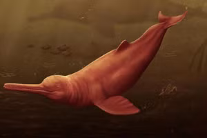 Một tác phẩm nghệ thuật tái tạo mô tả Pebanista yacuruna dưới nước của vùng nguyên sinh Amazon thuộc Peru. 