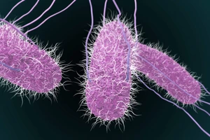 Salmonella là loại vi khuẩn đường ruột không hình thành bào tử, chủ yếu di chuyển bằng roi quanh thân.