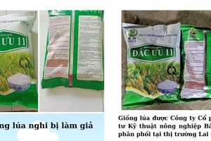Giống lúa nghi bị làm giả và giống được Công ty Cổ phần vật tư kỹ thuật nông nghiệp Bắc Giang phân phối tại Lai Châu.