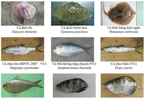 Một số loại thủy sản ven bờ được nhóm nghiên cứu thống kê để bảo tồn.
