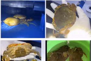 Sản phẩm cua lột được nuôi bằng hệ thống nước tuần hoàn của nhóm nghiên cứu.