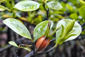 Hoạt chất trong quả sơn chi tử có tác dụng giảm các triệu chứng viêm khớp.