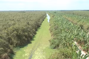 Vườn quốc gia U Minh Hạ nơi từng được xem là 'thủ phủ' cá đồng.