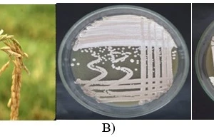 Bệnh đạo ôn hại lúa và hai chủng xạ khuẩn phòng trị hiệu quả bệnh đạo ôn hại lúa ở vùng đất nhiễm mặn.