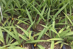 Vườn thực nghiệm sâm cau tại huyện Củ Chi (TPHCM) của nhóm nghiên cứu.