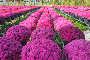 Năm nay, nông dân làng hoa Sa Đéc trồng thành công cúc mâm xôi Hàn Quốc.