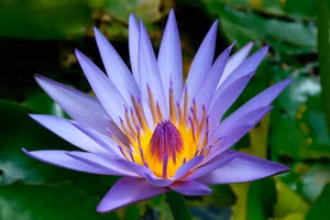 Ai Cập cổ đại xem hoa súng là biểu tượng trường sinh, bất tử. Ảnh: Ancient-origins.net