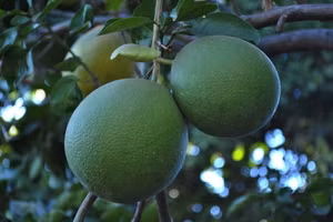 Công nghệ của các nhà khoa học Trường Đại học Cần Thơ có thể bảo quản bưởi tươi ngon đến 3 tháng.