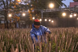 Hàng trăm chậu hoa cúc được thắp sáng xuyên đêm cùng sự chăm sóc tỉ mỉ của người trồng.
