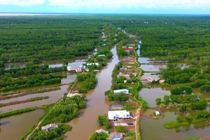 Năm Căn và Ngọc Hiển là 2 huyện có diện tích tôm rừng lớn nhất tỉnh Cà Mau. Ảnh: TG