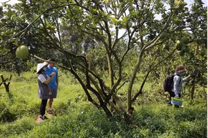 Nhóm nghiên cứu tiến hành thử nghiệm quy trình phòng trừ sinh học trên vườn bưởi da xanh.
