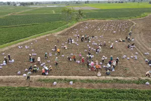 Người dân huyện Phú Thiện thu hoạch khoai lang nhưng khó khăn về đầu ra. (Ảnh: Trúc Hân)