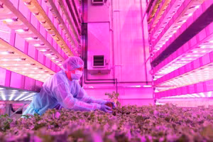 GigaFarm hứa hẹn thay thế tới 1% thực phẩm nhập khẩu cho UAE.