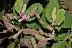 Cây An xoa được coi là khắc tinh của bệnh gan.