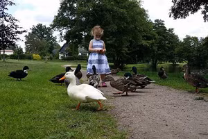 Phần lớn trường hợp lây lan cúm gia cầm - lợn - người được ghi nhận xảy ra tại những địa điểm có sự tương tác thường xuyên và kéo dài với động vật. 