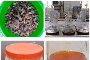 Quy trình chiết tách các sản phẩm astaxanthin từ đầu tôm làm thức ăn cho cá koi và tôm thẻ chân trắng.
