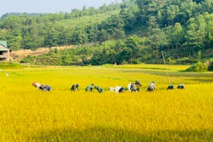 Bộ đội Biên phòng gặt lúa giúp người dân các xã Cù Bai, A Xóc, Hướng Lập. Ảnh: Đăng Đức