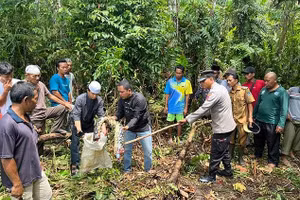 Con trăn lưới dài gần 7 mét đã nuốt chửng người phụ nữ 54 tuổi.