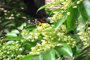 Ảnh minh họa ITN.