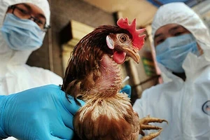 H5N1 có những đặc điểm như có tính biến dị nhanh, sinh bệnh cao, có thể gây bệnh nặng ở người. Ảnh minh hoạ