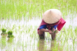 Ảnh minh họa.