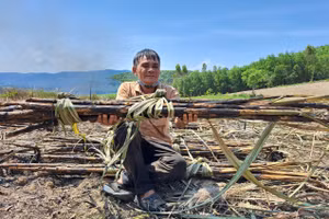 Ông Lê Đình Chơn ngồi bệt trên rẫy mía đã cháy đen kịt.