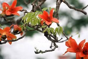 Ảnh minh họa: INT