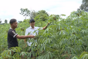 Tại xã Thanh, hiện có hơn 20 hộ gia đình tham gia “Câu lạc bộ 100 triệu”. Anh Hồ Văn Pường lúc tham gia CLB là thành viên trẻ nhất.