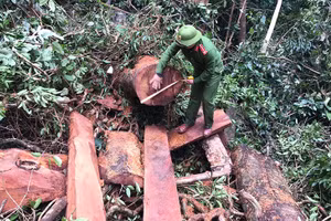 Lực lượng chức năng đo đếm trữ lượng gỗ bị lâm tặc hạ