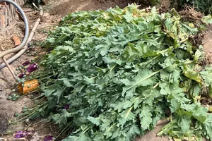 Số cây thuốc phiện cơ quan chức năng phát hiện, nhổ bỏ.