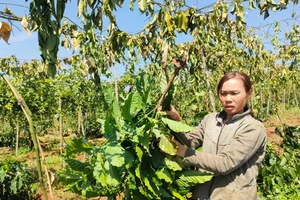 Vườn chanh dây, cà phê của gia đình bà Vũ Thị Chuyền bị chặt phá.