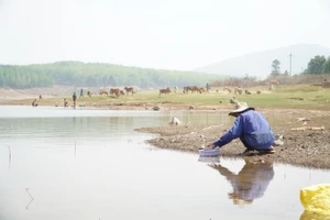 Từng tốp người với rổ, rá, vợt.. đến hồ thủy lợi Đăk Yên (xã Hòa Bình, TP Kon Tum) cào hến.