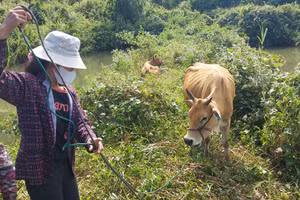 Đề nghị kiểm điểm trách nhiệm 8 cán bộ trong vụ 'cấp bò thành bê' ở Kon Tum