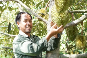 Vườn sầu riêng của gia đình anh A Tuých chuẩn bị cho thu hoạch vụ đầu tiên.