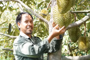 Vườn sầu riêng của gia đình anh A Tuých chuẩn bị cho thu hoạch vụ đầu tiên.