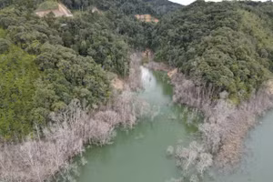 Hơn 25ha rừng bị chết liên quan đến Thủy điện Thượng Kon Tum.