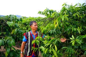 Ông A Bron vừa áp dụng kĩ thuật trồng trọt vào rẫy của gia đình vừa hỗ trợ, chia sẻ để bà con cùng thoát nghèo.