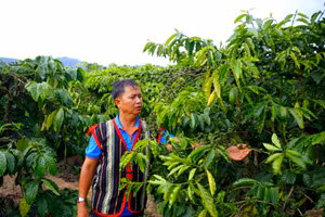 Ông A Bron vừa áp dụng kĩ thuật trồng trọt vào rẫy của gia đình vừa hỗ trợ, chia sẻ để bà con cùng thoát nghèo.