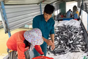 25 tấn cá của người dân chết trắng.