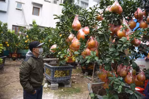 Những cây bưởi cảnh cổ thụ có giá hàng chục triệu đồng thu hút rất nhiều người chơi cây cảnh.