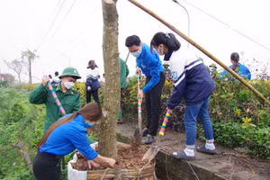 Trong chiều 3/3, 10 cây Lộc Vừng với tổng trị giá 20 triệu đồng đã được thầy trò Trường THCS Hải Lý, Chi đoàn Đồn Biên phòng Văn Lý cùng Đoàn xã Hải Lý trồng để hưởng ứng Tết Trồng cây và hướng tới ngày thành lập Đoàn TNCS Hồ Chí Minh 26/3.