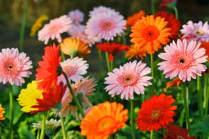 Top những loại cây đem lại sức khỏe, tài lộc Tết nhà nào cũng có 