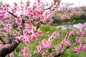 Cách chọn cây đào đẹp chưng Tết để tài lộc kéo đến quanh năm