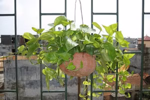 6 loại cây hoa sinh tài lộc nên trồng trên ban công 