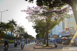 Hoa kèn hồng trổ bông rực rỡ trên đường Điện Biên Phủ (Quận Bình Thạnh, TP.HCM)