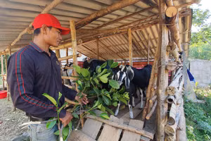 Sau khi về quê chăm chỉ, chịu khó xây dựng mô hình kinh tế đến nay mô hình kinh tế của anh Hồ Minh cho thu lãi 200 triệu đồng/ năm.