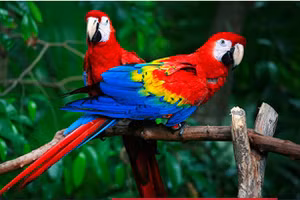 Truyện cười: Không còn nghi ngờ gì nữa!